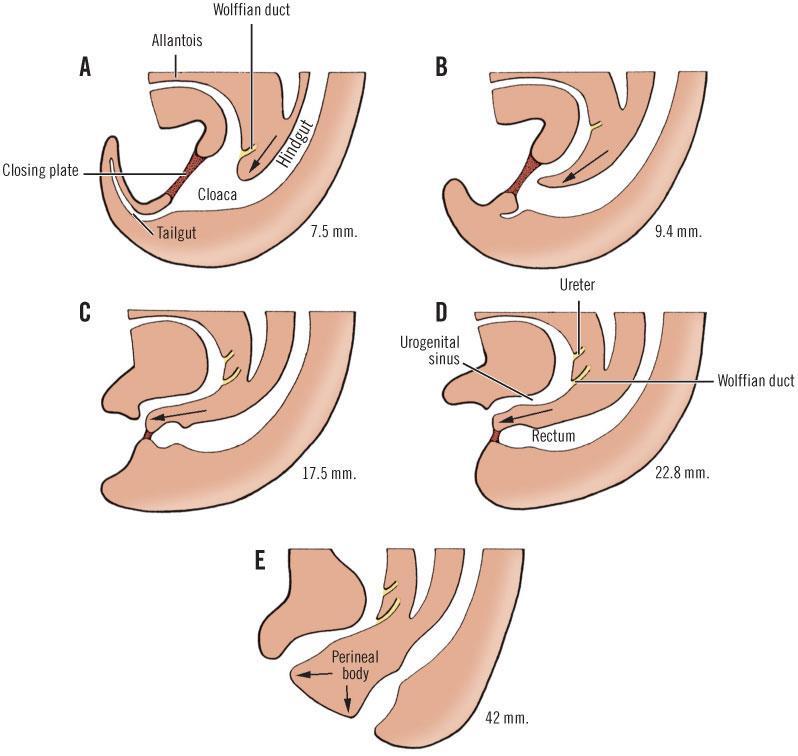 Stages of development of anal can Urorectal septum Cloacal memb
