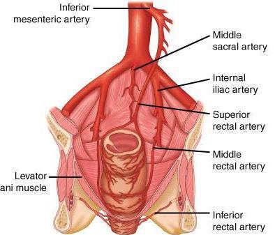Blood supply and Nerve supply of the anal canal The upper 2/3 of anal canal is Endodermal in origin, thus it is supplied by the Superior rectal artery, branch of the inferior mesenteric artery (the