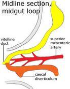 The Caudal Limb (distal part) of the primary Intestinal loop develops into 1- Lower portion of ileum 2- Caecum 3-Appendix 4-