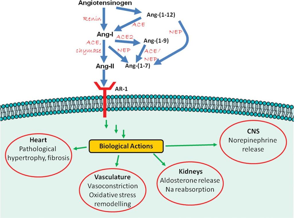 Simplified schematic of the renin angiotensin aldosterone