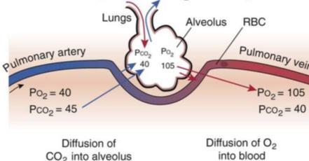 Inspiratory Phase 0 Inhalation begins Oxygen fills airway CO2 falls to baseline CO2 is zero Can the ETCO2 Predict Arterial CO2 Levels Alveoli PaCO 2 P ET CO 2 Gradient PaCO 2 P ET CO 2 Gradient Are