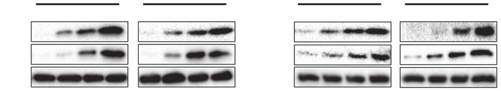 42 Li et al. Compound K synergizes cisplatin A CK (μm) p53 p21 GAPDH H46 A549 B H46 A549 5 2 5 5 2 5 CK (hr) 9 18 36 9 18 36 p53 p21 GAPDH Figure 1 Compound K activates p53 in lung cancer cells.