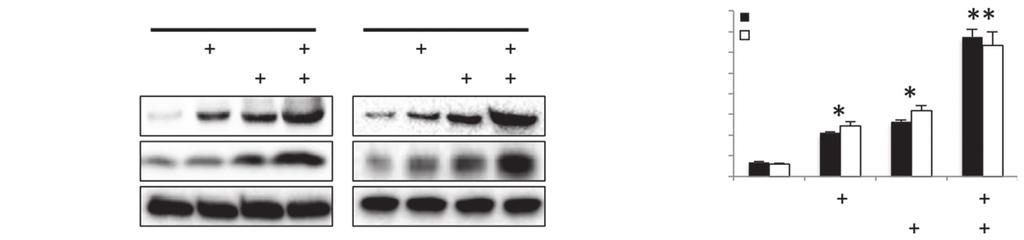 indicated duration and subjected to western blot analysis. A p53 p21 GAPDH H46 A549 B 16 14 12 1 8 6 4 2 p53 reporter activity (RLU) H46 A549 Figure 2 Compound K enhances cisplatin induction of p53.