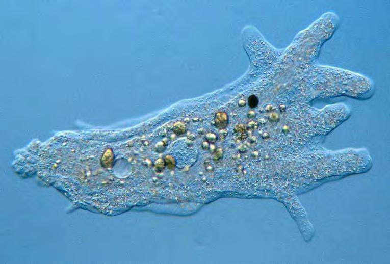 Gram negative, rod-shaped, aerobic bacterium 60+ species & 70+