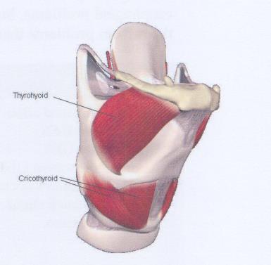 1/14 Laryngeal Anatomy The larynx ("organ of voice") is a valve separating the trachea from the upper aerodigestive tract. It is placed at the upper part of the air passage.