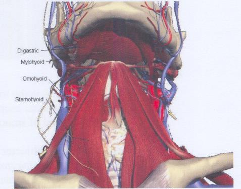 10/14 concerned especially in prolonged inspiratory efforts; for by rendering the lower part of the cervical fascia tense they lessen the inward suction of the soft parts, which would otherwise