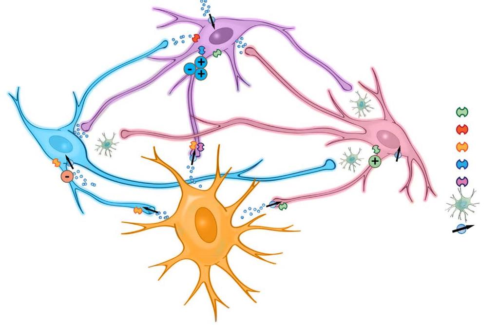 Functional Connectivity Across Monoamine Systems 1 5-HT NE Postsynaptic neuron DA D 2 receptor α1 receptor α2 receptor 5-HT 1A receptor 5-HT 1B receptor GABAergic interneuron Reuptake transporter