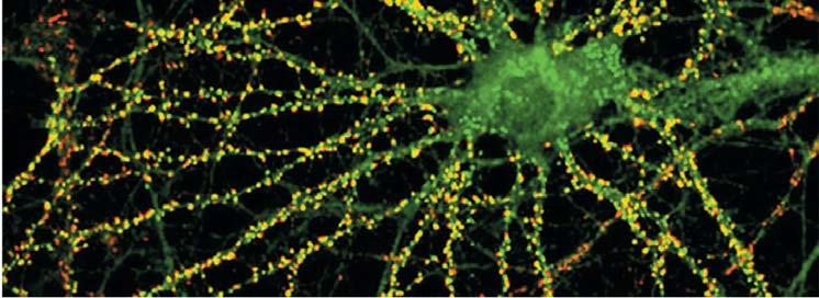 Receptors for a given neurotransmitter on the postsynaptic cell may be of different types with
