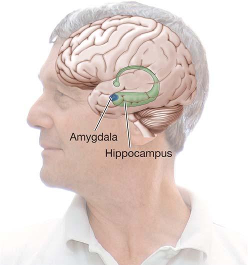 SYNAPTIC PLASTICITY In mammals, the hippocampus is associated with spatial learning and memory formation.