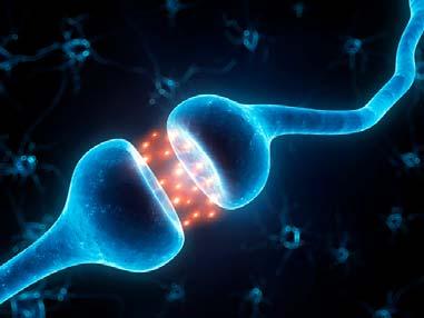 and the synapses strengthen functionally. The postsynaptic receptor molecules increase, increasing response.
