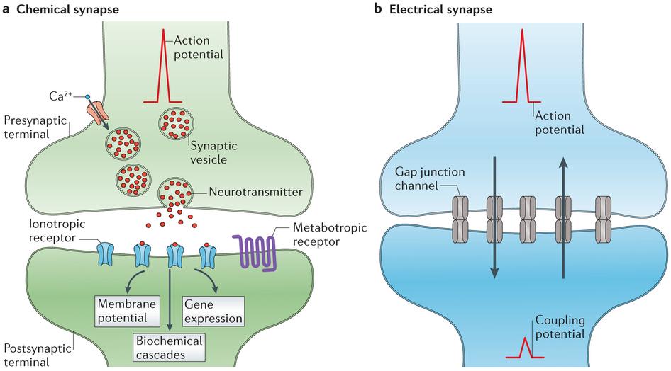 ELECTRICAL SYNAPSE Electrical synapse: cells are joined by gap junctions where the cytoplasm is continuous; signals cross with essentially no delay They occur where very fast,