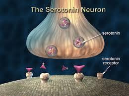 Presentatin: Bdy chemistry and md Sertnin acts as a neurtransmitter, a type f chemical that helps relay signals frm ne area f the brain t anther.