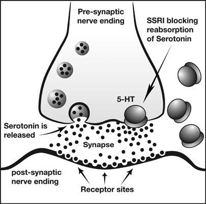 Presentatin: Bdy chemistry and md As a neurtransmitter, sertnin helps t relay messages frm ne area f the brain t anther.