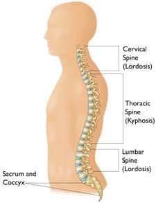 The spine is made up of three segments. When viewed from the side, these segments form three natural curves.