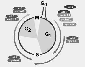 184 Figure 1. Model for eukaryotic cell division cycle and cyclin expression. A general model depicting the cell cycle used by many, but not all, cells.