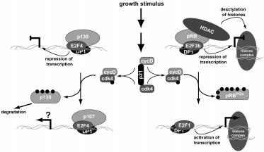 186 Figure 2. Simple model for the prb pathway. E2F-family proteins form heterodimers with the DP proteins and, in quiescent cells (G 0 ), are also associated with prb-family proteins.
