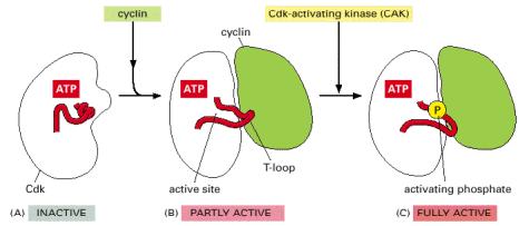 The structural basis of Cdk activation (A)In the inactive state, without cyclin bound, the active site is blocked by a region of the protein called the T-loop (red).