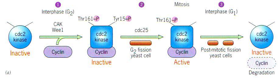 1. Cyclin Binding Cyclin-cdk complex activates change in active site conformation Allowing cdk to