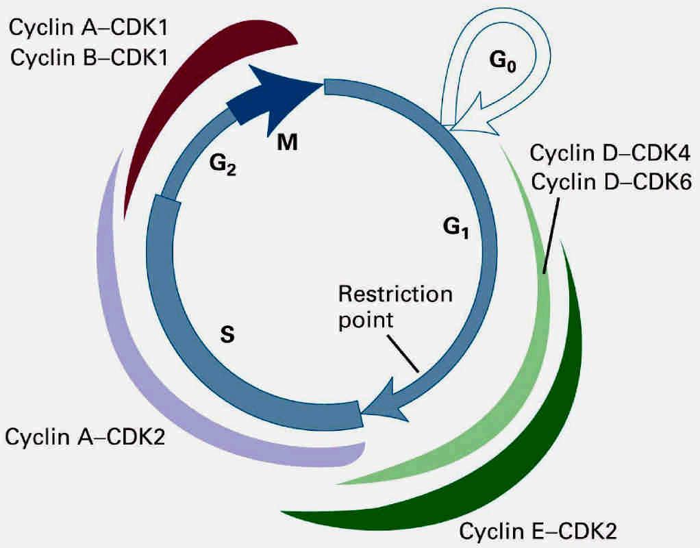 Cyclins and cdks in vertebrates Cyclins activate cdks; also direct their targets.
