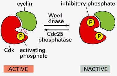 Activating and inhibitory phosphorylations of M-Cdk Cyclin