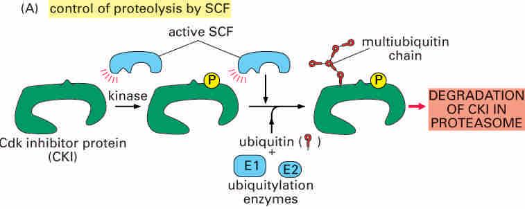 Proteolysis in cell cycle control (1) SCF mediated Named after its three subunits. Regulation of G1/S-cyclins and CKI levels.
