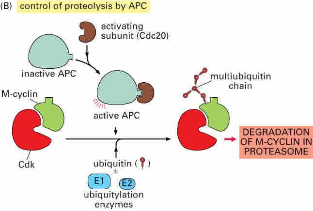 Proteolysis in cell