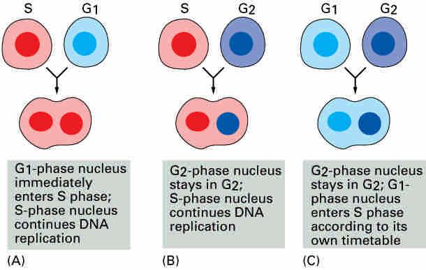 Intracellular control of cell cycle Re-replication block Cells at S phase contain signals for DNA replication and initiate DNA synthesis in G1