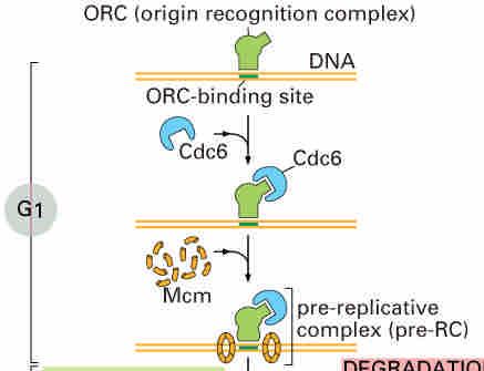 Control of entry into S phase (1) Origin of replication. ORC. Associated with Ori throughout the cell cycle.