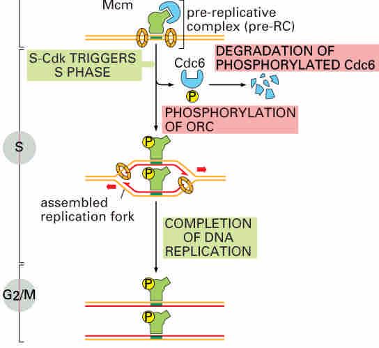 Control of entry into S phase (2) Activation of cyclin A/Cdk2 in late G1 triggers S phase. Phosphorylation of ORC => initiate DNA replication. phosphorylation of cdc6 => degradation by SCF.