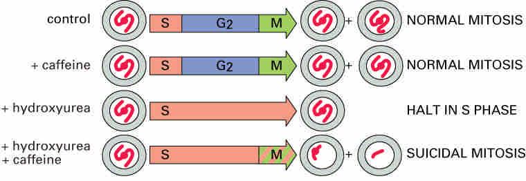 DNA replication checkpoint Late S/G2. Sensor mechanisms are not fully understood. Unreplicated DNA (?).