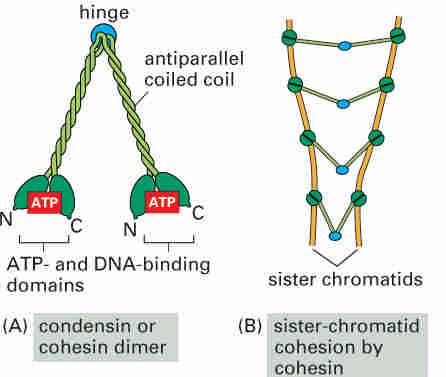 Cohesion of sister chromatids Sister chromatids are joined together by cohesins, deposited along
