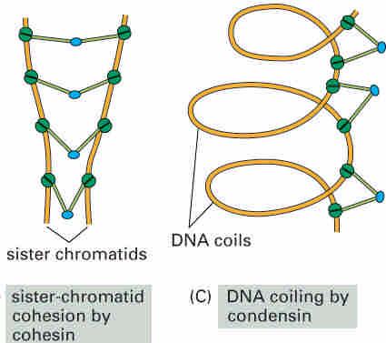 Chrosome condensation M-Cdk phosphorylates condensin