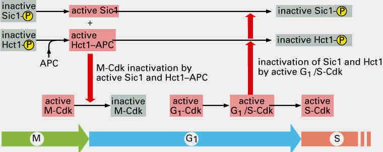 Suppressed Cdk activities in early G1 CKI: Sic1 in yeast; p21/p27/p57 in mammals; transcription.