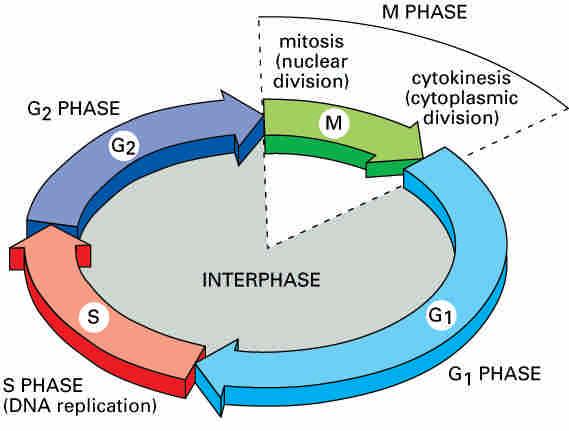 Cell cycle control why & how?