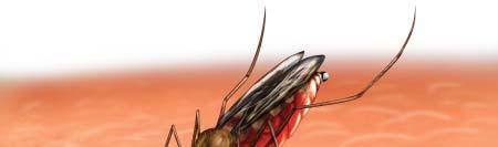 Information About Malaria Evolution & History