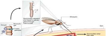 Drawing of a mosquito representing two salivary