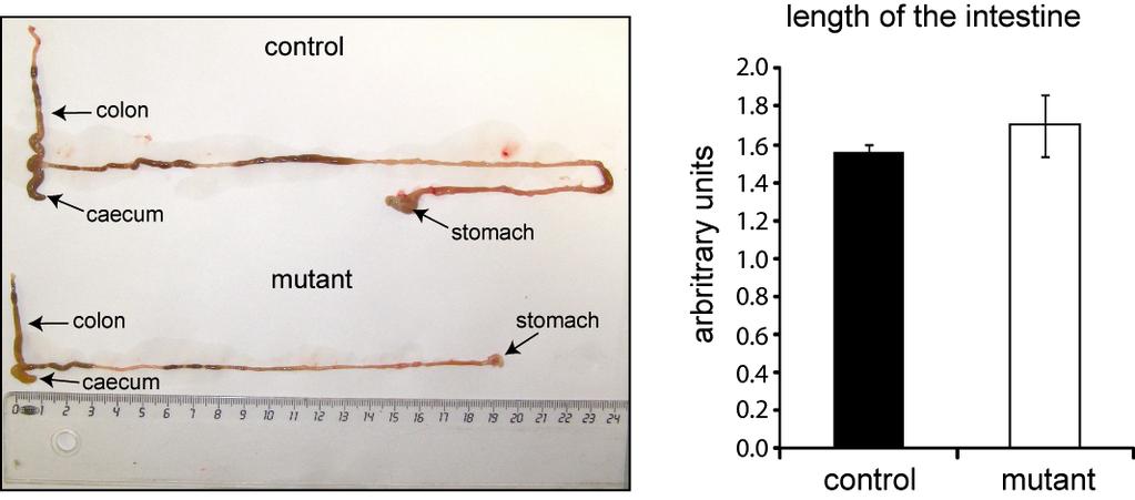Supplemental Figure 2 The length of the intestine is not altered in Ngn3 Δint mice. Representative photograph showing the intestinal tract of control and Ngn3 Δint mutant mice.