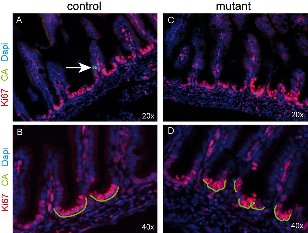 Supplemental Figure 4 int Intestinal epithelial cell proliferation is not altered in Ngn3Δ embryos. Sections of E19.