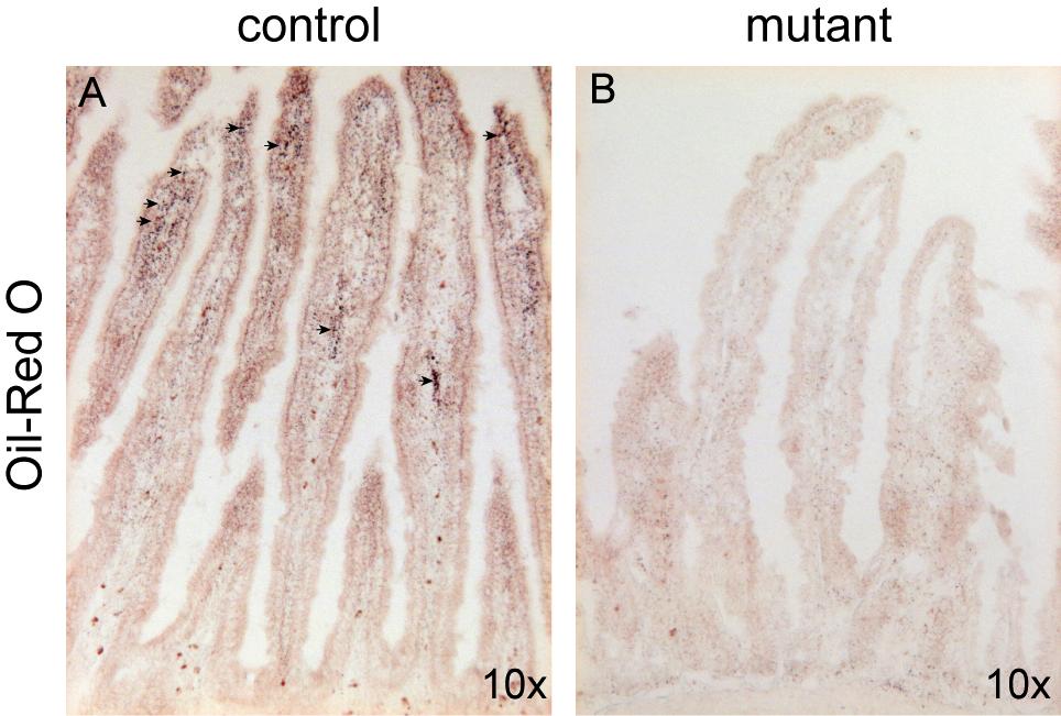 Supplemental Figure 6 int Impaired lipid absorption in Ngn3Δ mutant mice.