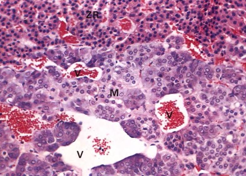 Adrenal Medulla Cords of glandular epithelial cells supported by reticular