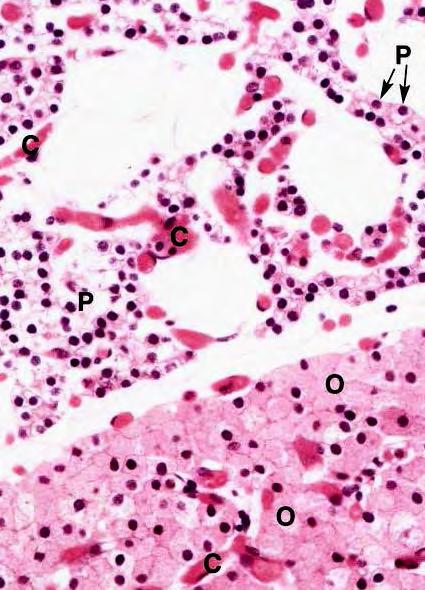 Parathyroid Gland (H & E) Chief cells (principal cells)