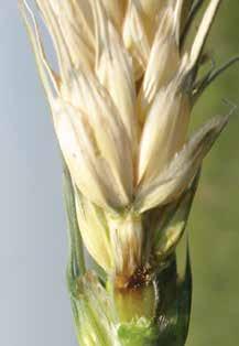 Wheat blast is an emerging problem in the South American