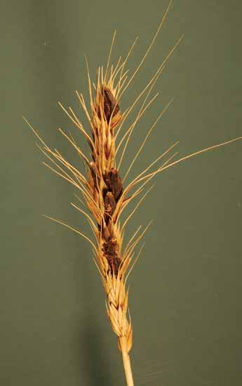 Ergot Diseases Most Visible Just Before
