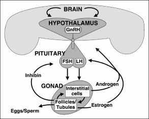 The hypothalamic-pituitary-gonadal (HPG) axis Pulsatile GnRH secretion stimulate & Ovarian follicle or Seminiferous tubule Theca cells (ovary) or Leydig cells (testes) Inhibin Sperm/egg Androgen/