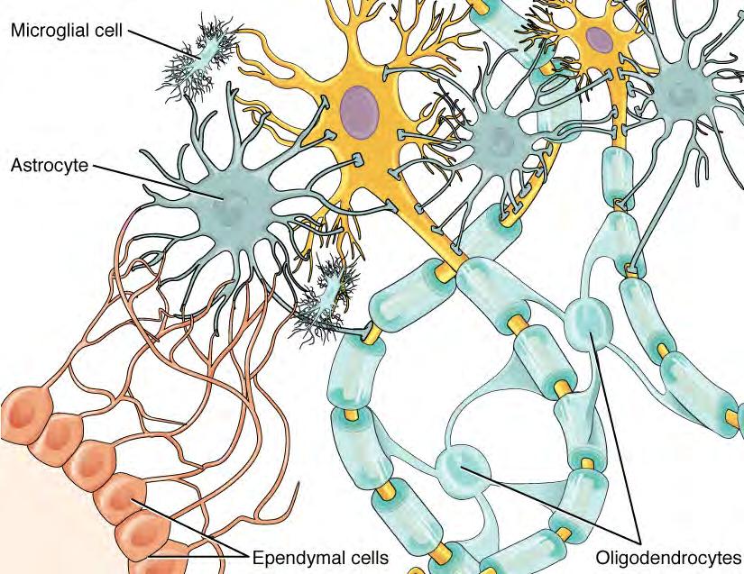 480 CHAPTER 12 THE NERVOUS SYSTEM AND NERVOUS TISSUE Glial Cell Types by Location and Basic Function CNS glia PNS glia Basic function Oligodendrocyte Schwann cell Insulation, myelination Microglia -