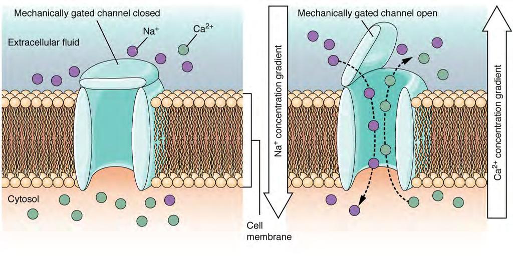 select ions through. The ions, in this case, are cations of sodium, calcium, and potassium. A mechanically gated channel opens because of a physical distortion of the cell membrane.