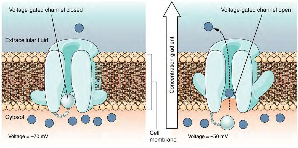 490 CHAPTER 12 THE NERVOUS SYSTEM AND NERVOUS TISSUE Figure 12.20 Voltage-Gated Channels Voltage-gated channels open when the transmembrane voltage changes around them.