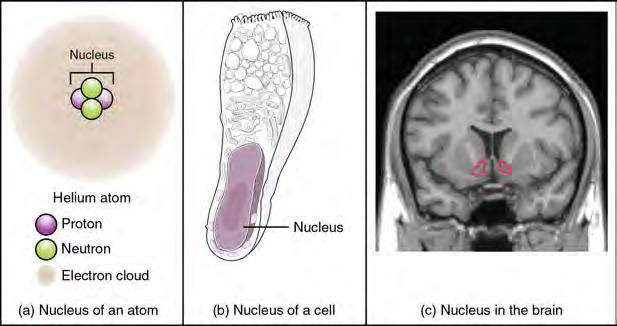 (credit: modification of work by Suseno /Wikimedia Commons) Regardless of the appearance of stained or unstained tissue, the cell bodies of neurons or axons can be located in discrete anatomical