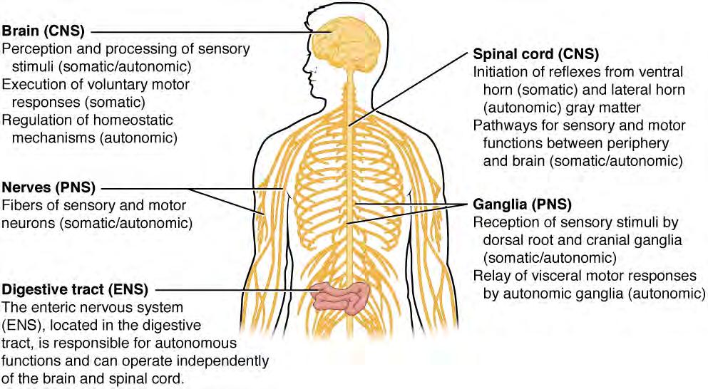 CHAPTER 12 THE NERVOUS SYSTEM AND NERVOUS TISSUE 475 glandular tissue. The role of the autonomic system is to regulate the organ systems of the body, which usually means to control homeostasis.