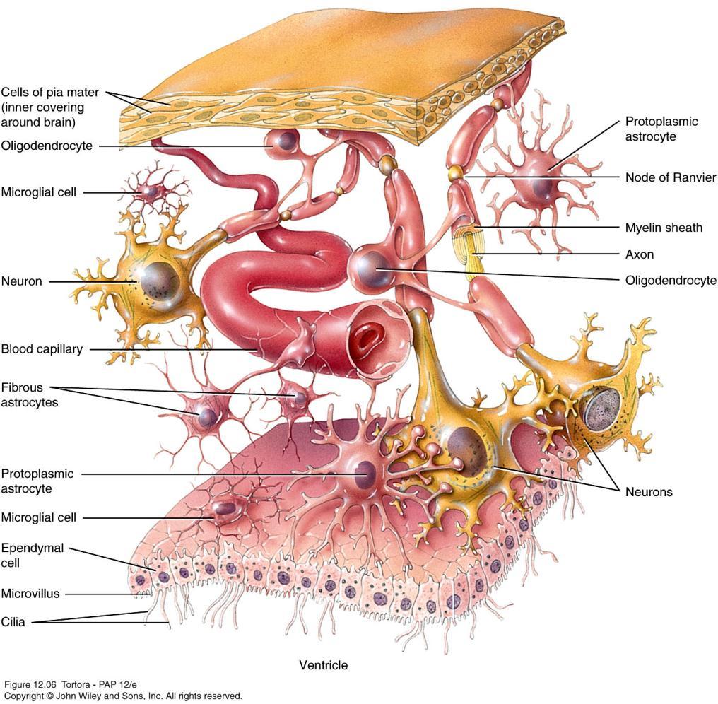 Neuroglia of the CNS Astrocytes: Oligodendrocytes: